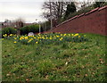 ST3391 : New Year's Eve daffodils on a Caerleon corner by Jaggery