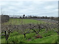 Parsonage Farm orchard, Ospringe