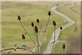 SK6144 : Teasels, Gedling Country Park by Alan Murray-Rust