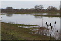 Lake in the Flood Plain Forest