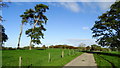 Scots pine tree in parkland near Manor House, N Rode