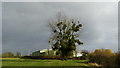 Trees laden with mistletoe by Lynch Rd Ind Est, Berkeley