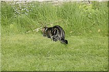 SP4414 : Cat in the churchyard 3 by Bill Nicholls