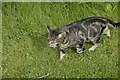 SP4414 : Cat in the churchyard 4 by Bill Nicholls