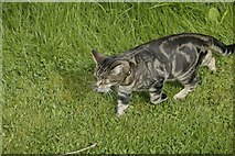 SP4414 : Cat in the churchyard 4 by Bill Nicholls