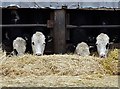 Lunchtime at Carr Lane Farm