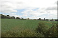 Crop field, Hayle