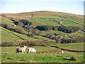 NY8737 : Pastures below Hawkwell Head by Mike Quinn