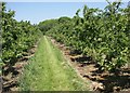 Apple orchard, Loddington Farm