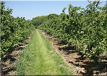 TQ7650 : Apple orchard, Loddington Farm by Simon Mortimer