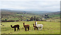 Alpacas above Rookhope village