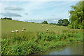 Canalside pasture south of Tixall in Staffordshire