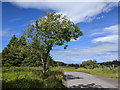 Tree by the side of the lane