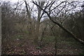 Woodland in Claybury Park