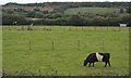 Belted Galloway