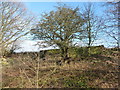 Ruined boundary wall, Ardsley reservoir