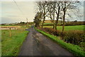 Trees along Clogherny Road