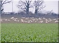 SO8588 : Sheep Field by Gordon Griffiths