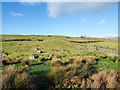 NY4301 : Marsh with rocks and dry stone walls by Trevor Littlewood