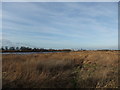 River Ouse at Goole Reach