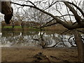 Iford: across the river from under a fallen tree