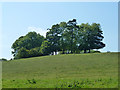 Tree clump, slopes of Titsey Hill