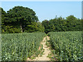 Footpath through a field of beans