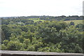 Woodland below viaduct