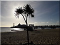 SZ0890 : Bournemouth: palm and pier in semi-silhouette by Chris Downer