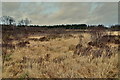 Bogland, Carrickmore