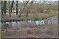 River Anton, glimpsed through trees