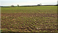 Field near Cotterbury Green