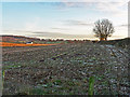 Stubble field, Hayton