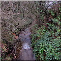 Upstream along Nant Gledyr, Caerphilly