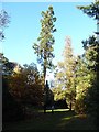 SU9099 : Two Trees at Priestfield Arboretum (1) by David Hillas