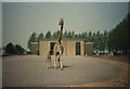 SK3106 : Twycross Zoo Giraffe House by Malcolm Neal