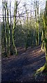 The Burn Anne path through Burnhouse Brae Wood