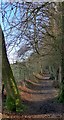 The Burn Anne path through Burnhouse Brae Wood