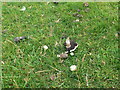 Early field mushrooms near Aberarth