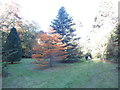 SU9099 : Two Trees at Priestfield Arboretum (2) by David Hillas