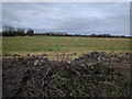 ST3043 : Sheep in a field next to the A38 by Rob Purvis