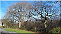 Trees beside Sky