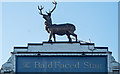 East Finchley - Bald faced stag