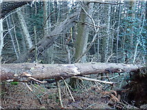 J3729 : Fallen trees in Donard Forest by Eric Jones