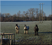 TA0734 : Ponies near Dunswell by Paul Harrop