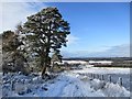 Scots pines by the track above Douglas