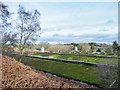 Moss-covered roofs of poultry farm