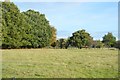 Field by Water Lane