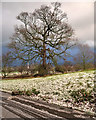 Gnarled Tree, Bodelwyddan Park