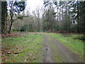 Roadway through Great Wood, Marsham